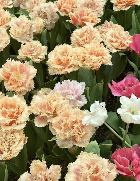 Een bos roze en witte anjers staat in een tuin.