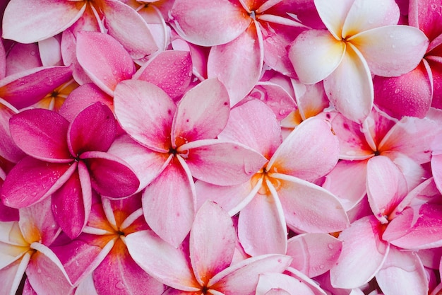 Een bos roze en witte bloemen met gele centra liggen op een wit oppervlak.