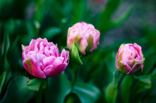 Een bos roze tulpen met groene blaadjes erop