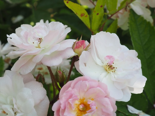 Een bos rozen in een tuin