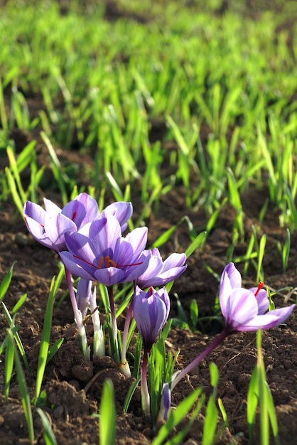 Een bos saffraan tulpen