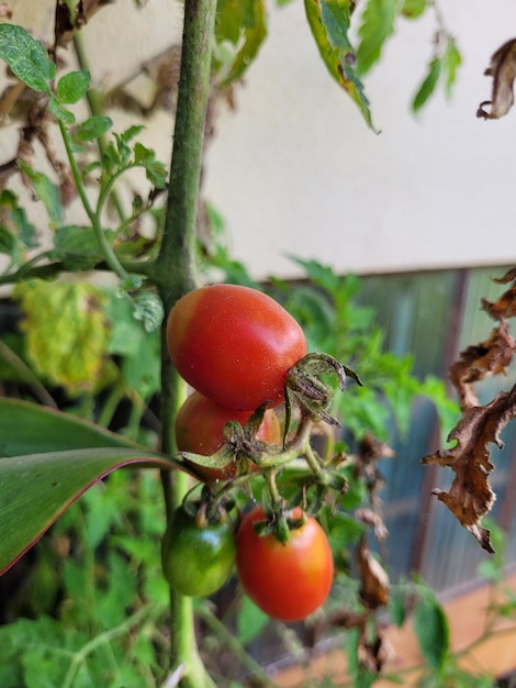Foto een bos tomaten op een tak met bladeren en het woord 