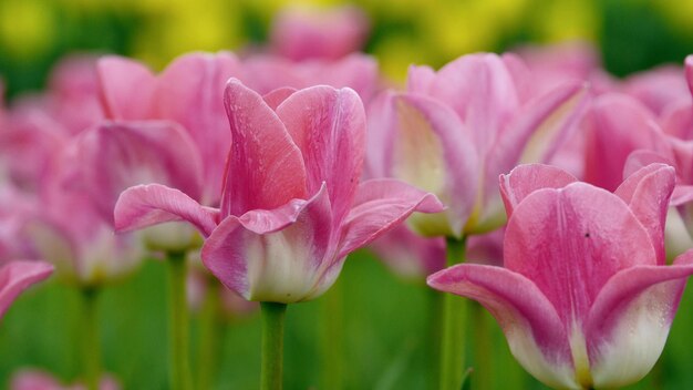 Een bos tulpen in een veld met rechtsonder het woord tulpen.