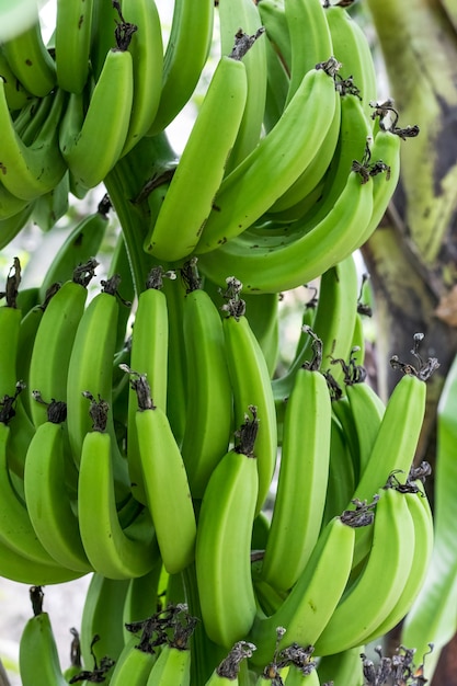 Een bos van groene bananen die op de boom groeien van dichtbij bekijken