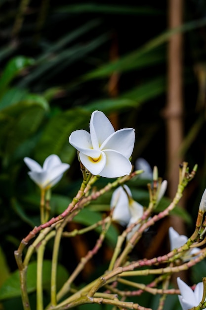 Een bos van mooie witte frangipani of plumeriabloem in de tuin met exemplaarruimte