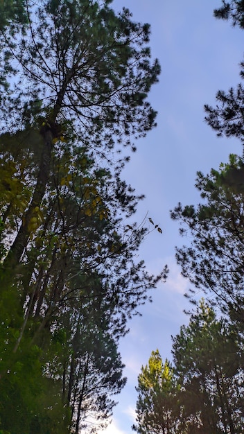 Een bos van pijnbomen met een blauwe lucht