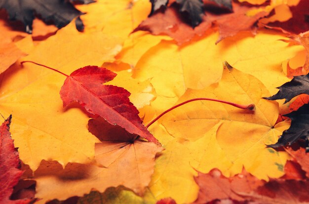 Een bos van rode, gele en paarse herfstbladeren