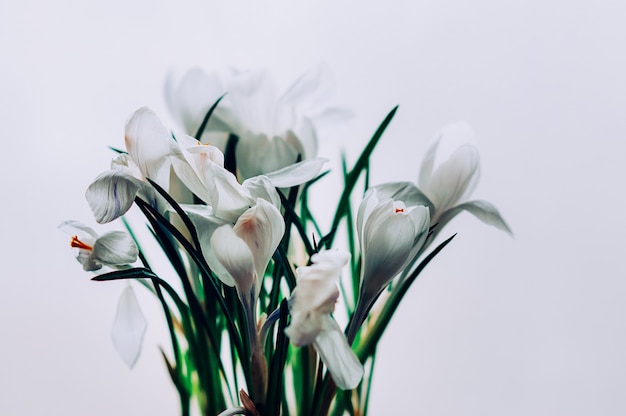 Een bos van witte krokusbloemen in bloei op witte achtergrond