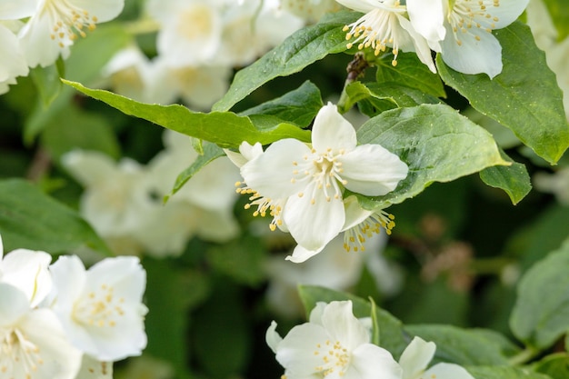 Een bos witte bloemen met het woord appel erop