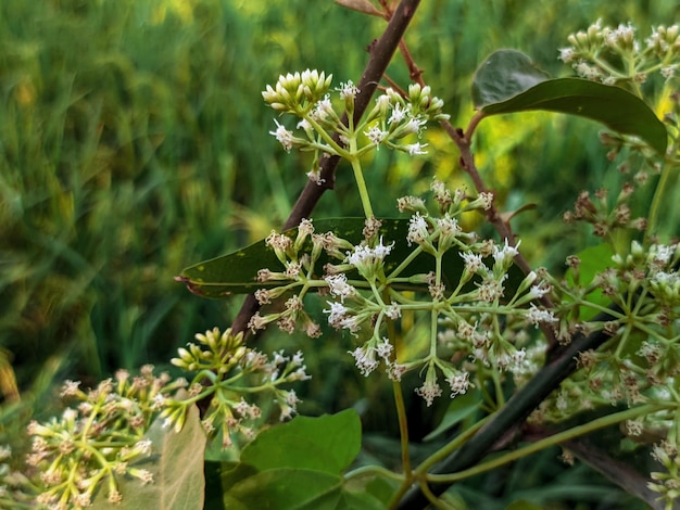 Een bos witte bloemen met het woord "honing" erop