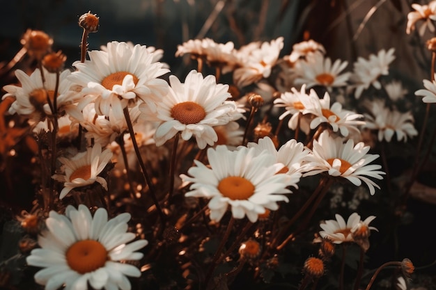 Een bos witte bloemen waar de zon op schijnt