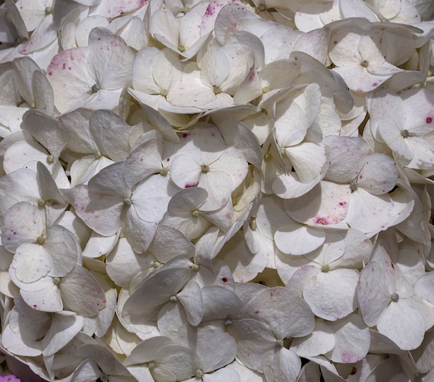 een bos witte bloemen