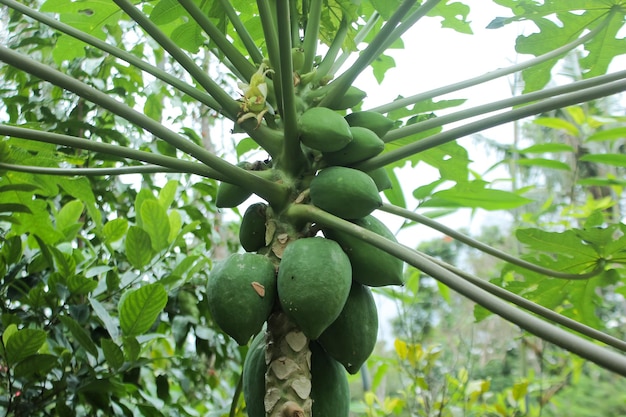 Een bosje groene papaja's hangt aan een boom