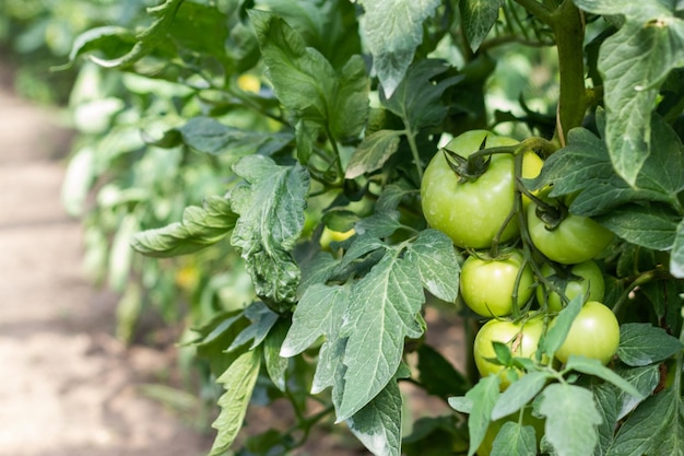 Een bosje groene tomaten aan een struik Tomaten rijpen in de tuin Veel tomaten aan de struik