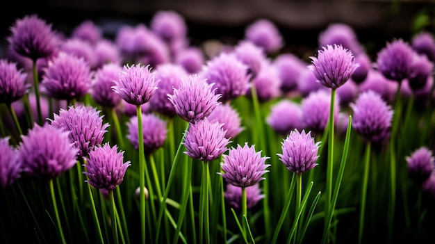 een bosje paarse bloemen die groeien