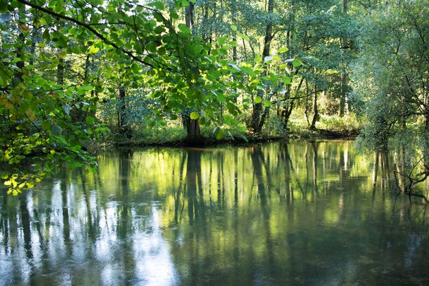 Foto een bosmeer met reflecties van de bomen