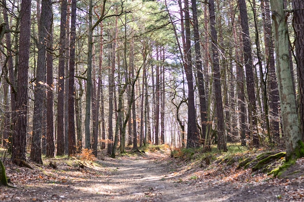 Foto een bospad in het landschapspark in gdynia, polen