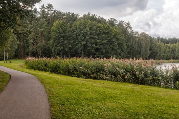 Een bospark met grote bomen