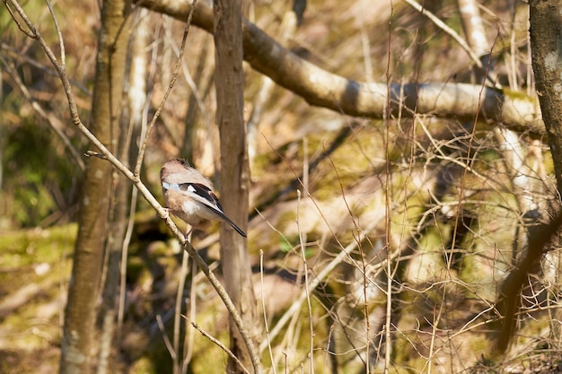 Een bosvogel zit op een boomtak in het bos