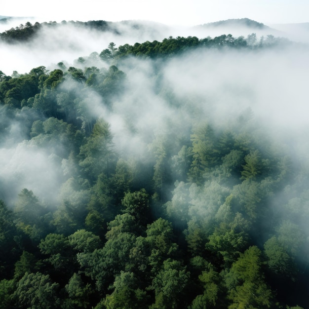 Een bovenaanzicht van een bos met een witte mist die over de boomtoppen rolt