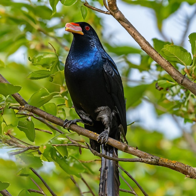 Een brons gevleugelde jacana wateren