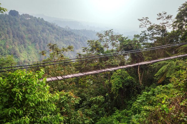 Foto een brug in de jungle.