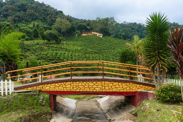 Een brug over een bergrivier naar de theevallei van Cameron. Schoonheid in het wild in Maleisië.