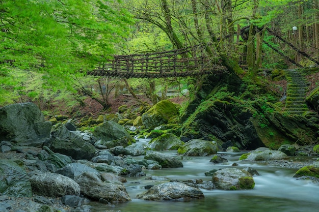 Een brug over een rivier in het bos