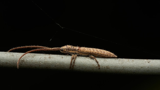 een bruin insect met lange antennes die op een draad zitten