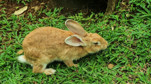 Een bruin konijn dat gras eet op een boerderij