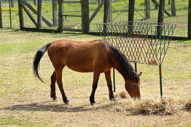 Een bruin paard eet alleen hooi op de boerderij