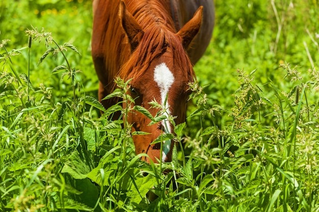 Een bruin paard eet veldgras. Een paard eet veldgras.