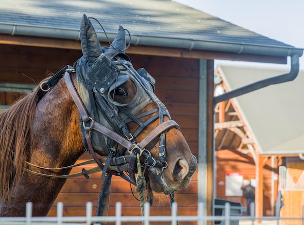 Een bruin paard in een leren riem