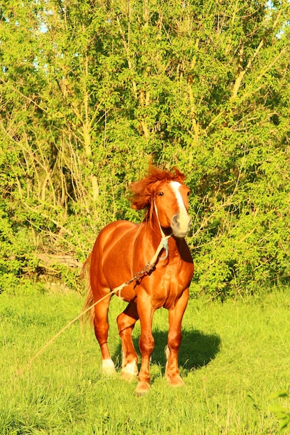 een bruin paard met een manen en staart loopt in het gras