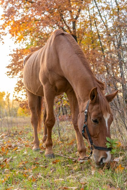 Een bruin paard met lange manen graast in een weiland tegen de achtergrond van een herfstlandschap