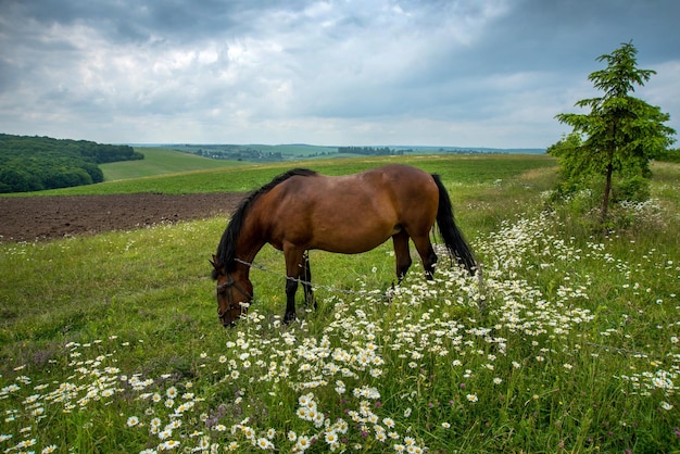 Foto een bruin paard op een kamille weide grazen prachtige landelijke landschappen achtergronden en stormachtige lucht