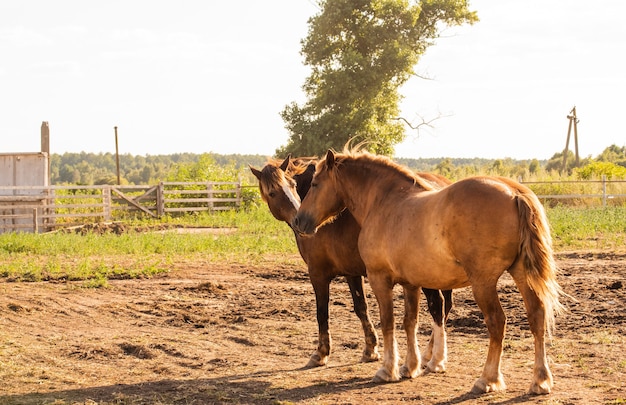 Een bruin paard staat op. Paarden op een boerderij. paard in de zomertijd. Dieren en dieren in het wild concept.