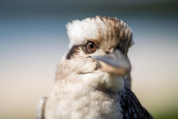 Een bruin-witte vogel met een bruin oog