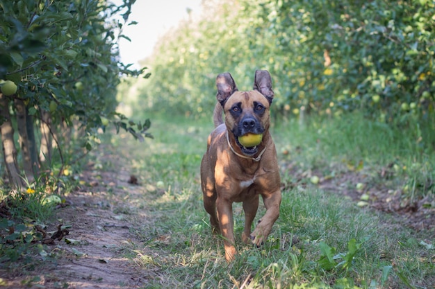 Een bruine Amerikaanse Staffordshire die met een appel in zijn mond op een gebied van gras en fruitbomen loopt.