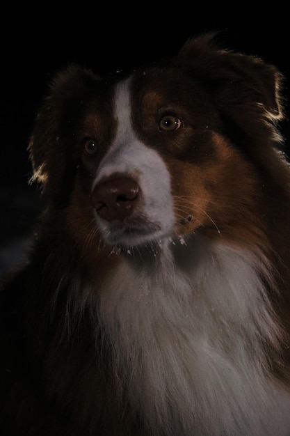 Een bruine Australian Shepherd zit 's nachts in de winter in de sneeuw en vormt een mooie rasechte hond