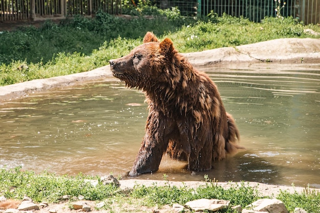 Een bruine beer die in een vijver zwemt, hij staat in het water en geniet van zijn verkoeling op een warme dag. Hij heeft een dikke bruine vacht en een grote massieve kop, de natuurlijke schoonheid en wildheid van bruine beren.