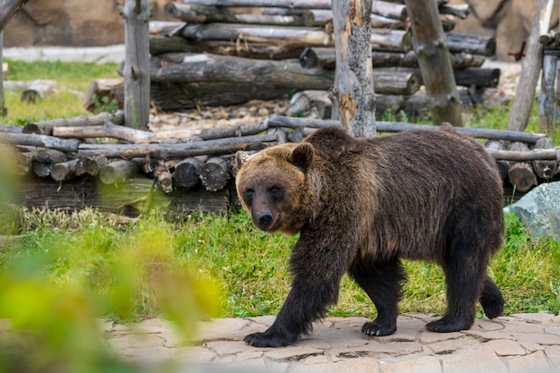 een bruine beer loopt in de zomer rond zijn eigendom in de dierentuin