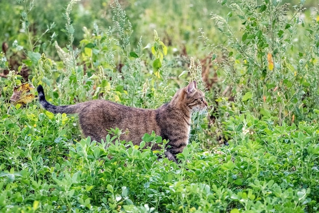 Een bruine Cyperse kat loopt in de tuin op het gemaaide gras, de kat is op jacht