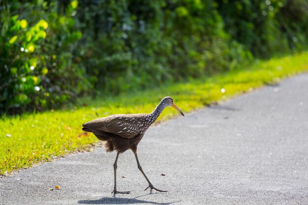 Een bruine en witte limpkinvogel in het nationale park van everglades, de vs, florida