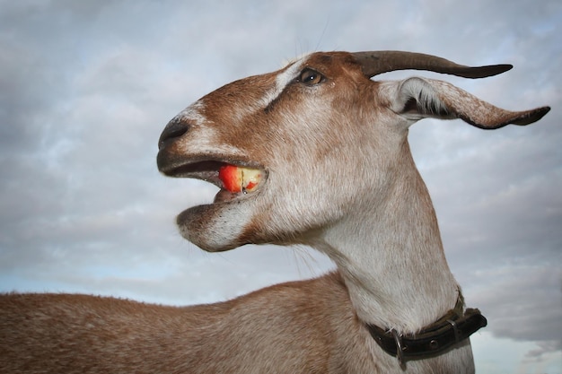 Een bruine geit met één hoorn eet een rode appel en kijkt achterom