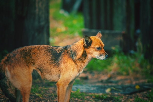 Een bruine hond die op een Indiase straathond staat