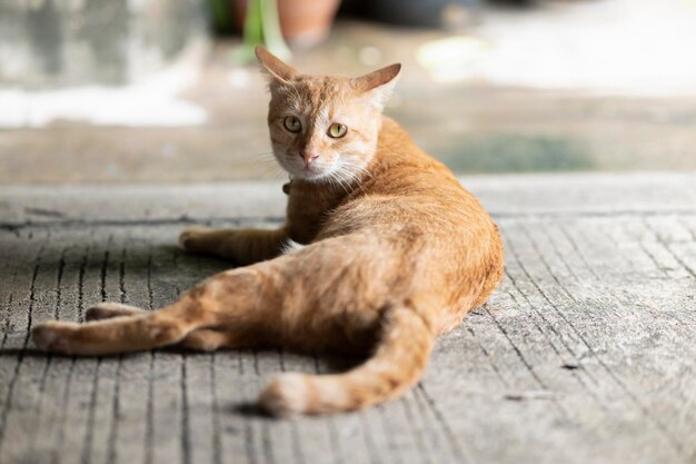 Een bruine kat die op de cementvloer slaapt