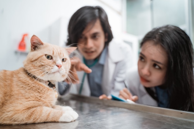 Een bruine kat geobserveerd door vrouwelijke doktoren en mannelijke dierenartsen in een dierenkliniek