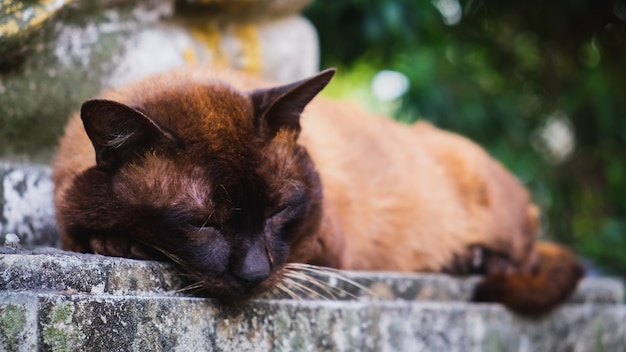 Een bruine kattenslaap op de muur