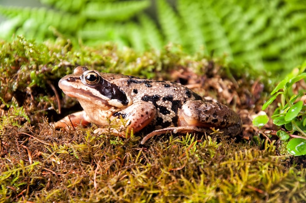 Een bruine kikker op bos